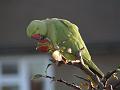 2011-1205-0850_Parakeet_3.1C
